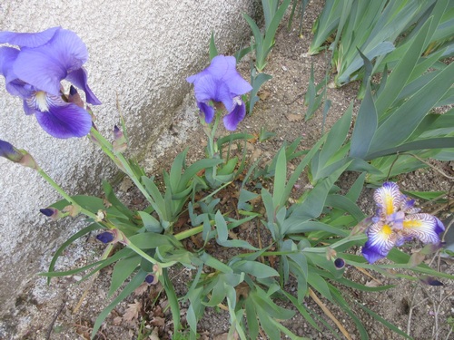 Floraison d'iris de 2017 ....... à 2022 Img_2968