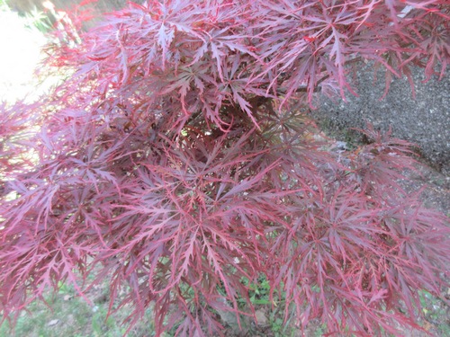  Acer palmatum Atropurpureum Img_3022