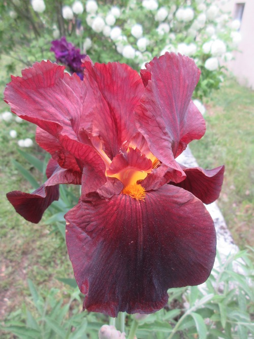 2020 - Iris ! - Page 17 Img_3051