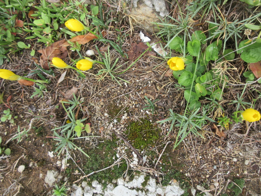 Sternbergia lutea, Crocus jaune d’automne, Vendangeuse - Page 2 Img_3418