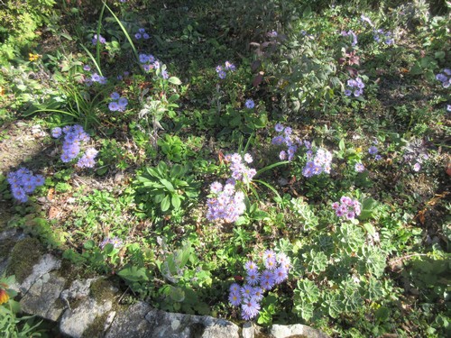 Aster d'automne - Page 26 Img_3450