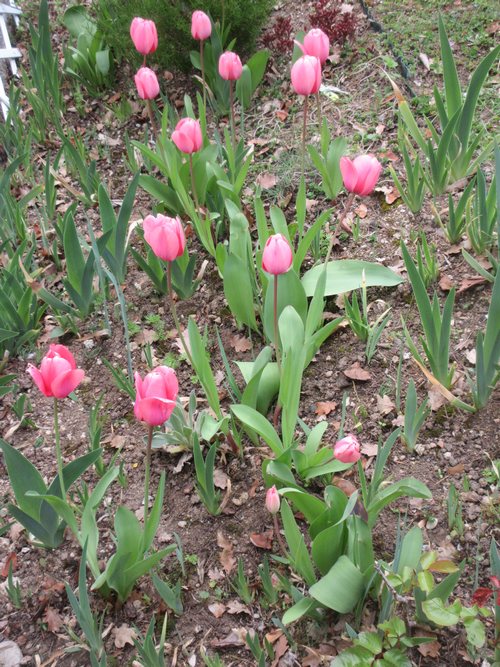 Tulipes. - Page 10 Img_3818