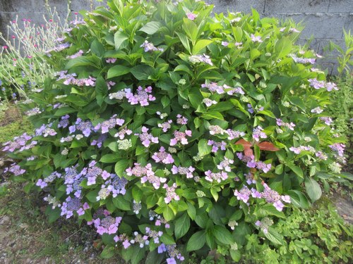 Hydrangea 2023 - Page 2 Img_4111