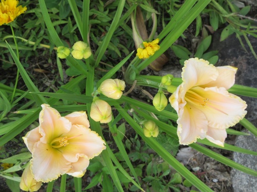 Hemerocallis - 2019 !!! - Page 3 Img_4726