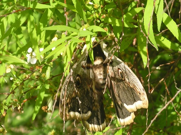 Une Rencontre dans Notre Jardin.. Saturnia Pyri (papillon) Imgp0141