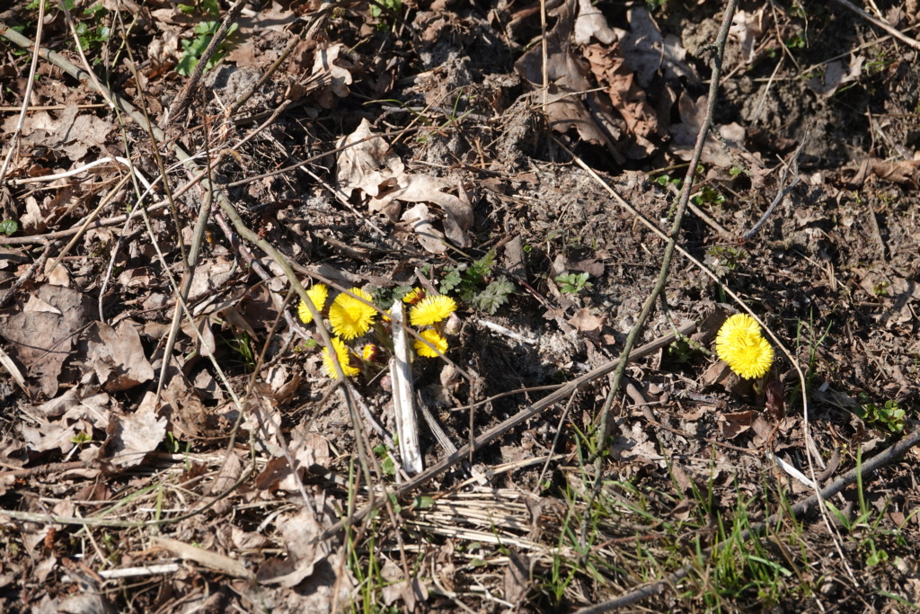 Erste Frühlingsboten im Garten und in Wald und Flur, Teil 2 - Seite 16 Dsc06110