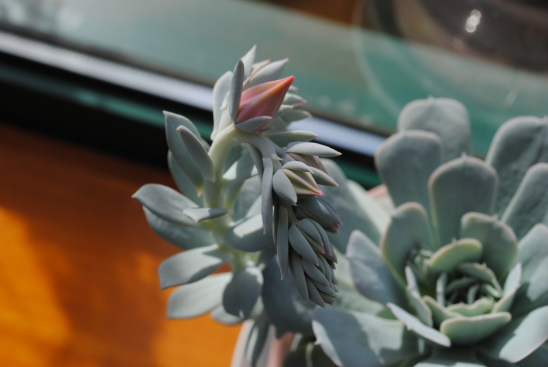 [Echeveria runyonii] Dsc_0018