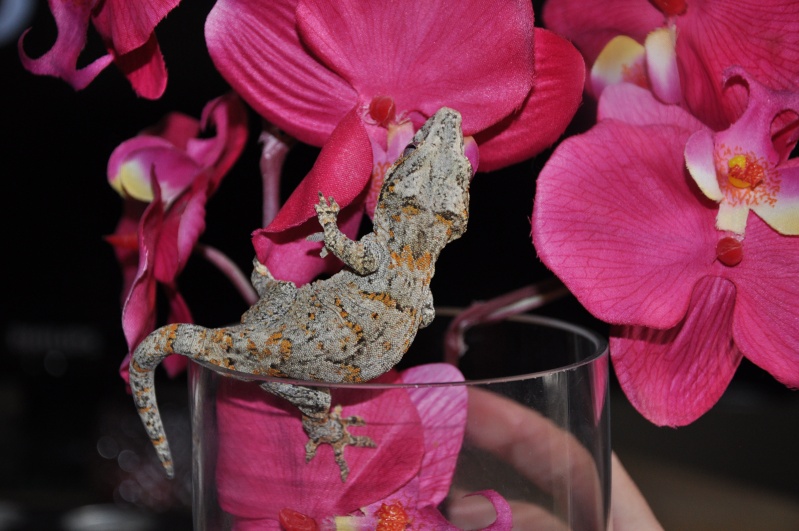 GARGOYLE GECKO (RHACODACTYLUS AURICULATUS) Dsc_0210