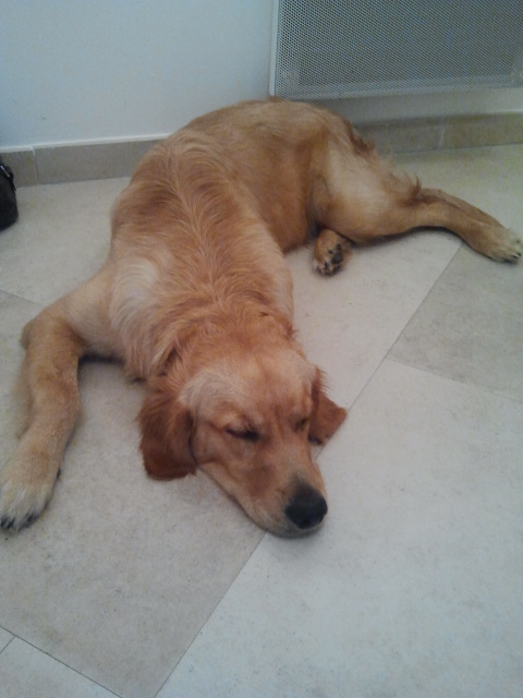 thobby golden retriever de 4 mois adopté (88) Thobby16