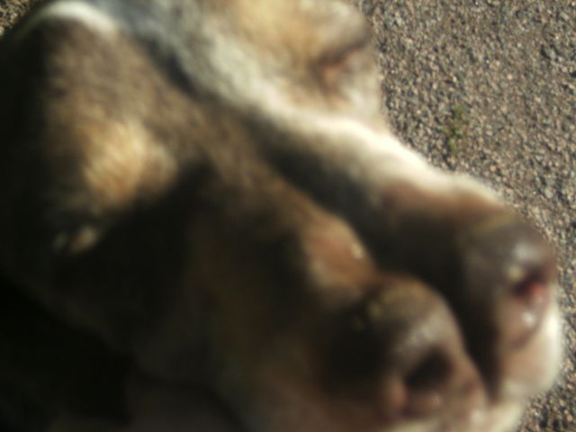 Pacco - der perfekte Hund 1-201216