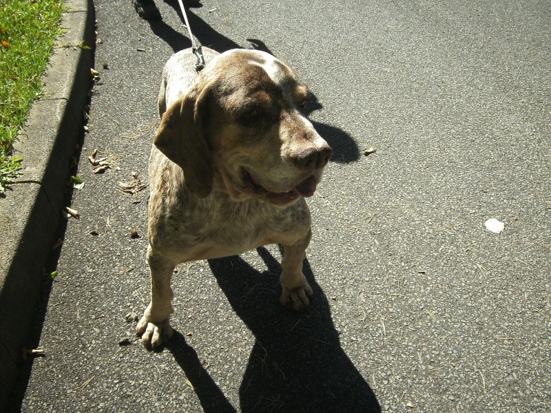 Pacco - der perfekte Hund 1-201226