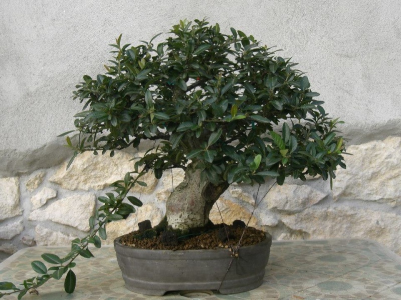 Piracanta veneta 22800010