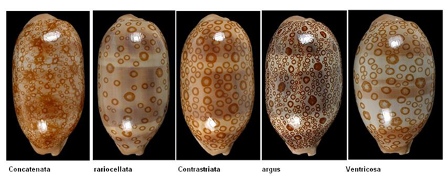  Cypraeidae Arestorides - Discussion sur le genre, la planche Argus12
