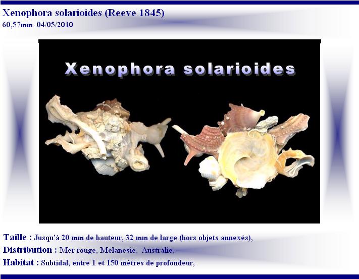 Xenophora solarioides (Reeve, 1845)  X-sola10