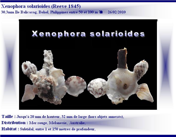 Xenophora solarioides (Reeve, 1845)  X-sola11