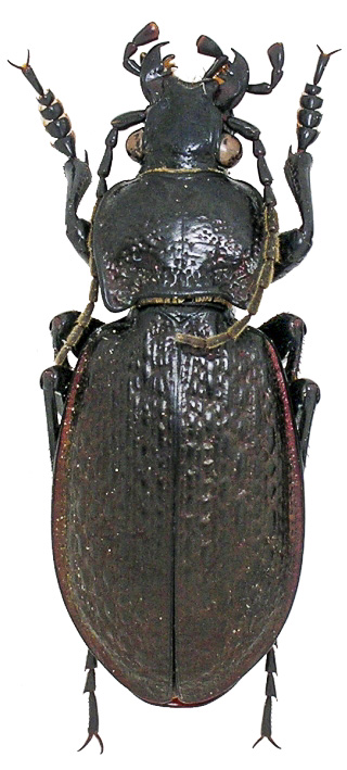 C. ( Archicarabus ) alysidotus ssp. stagnalisaequalis Alisyd12