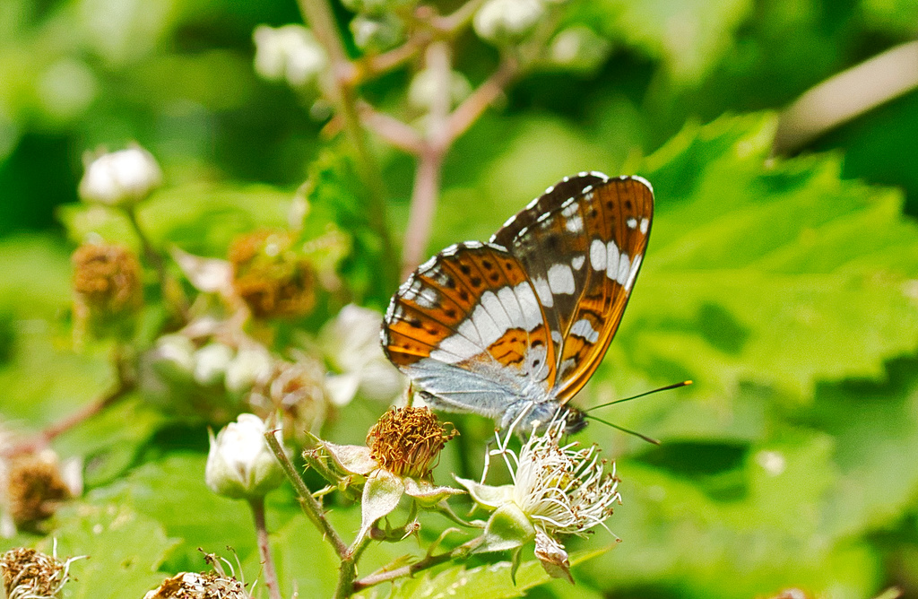 Nymphalidae Dsc05311