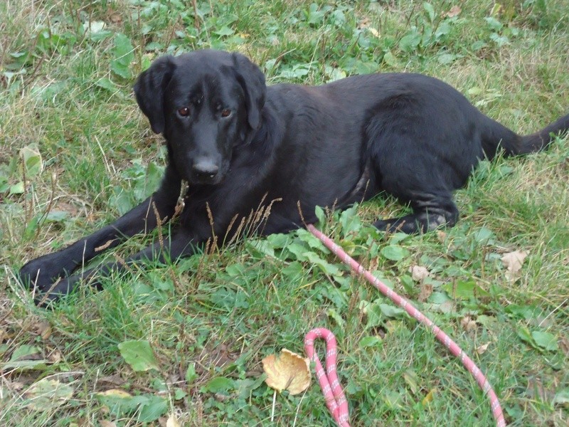 TINO chien de type labrador noir de 4 ans (Saintes, 17) - Page 2 Tino10