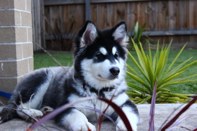3 month hotsell old alaskan malamute