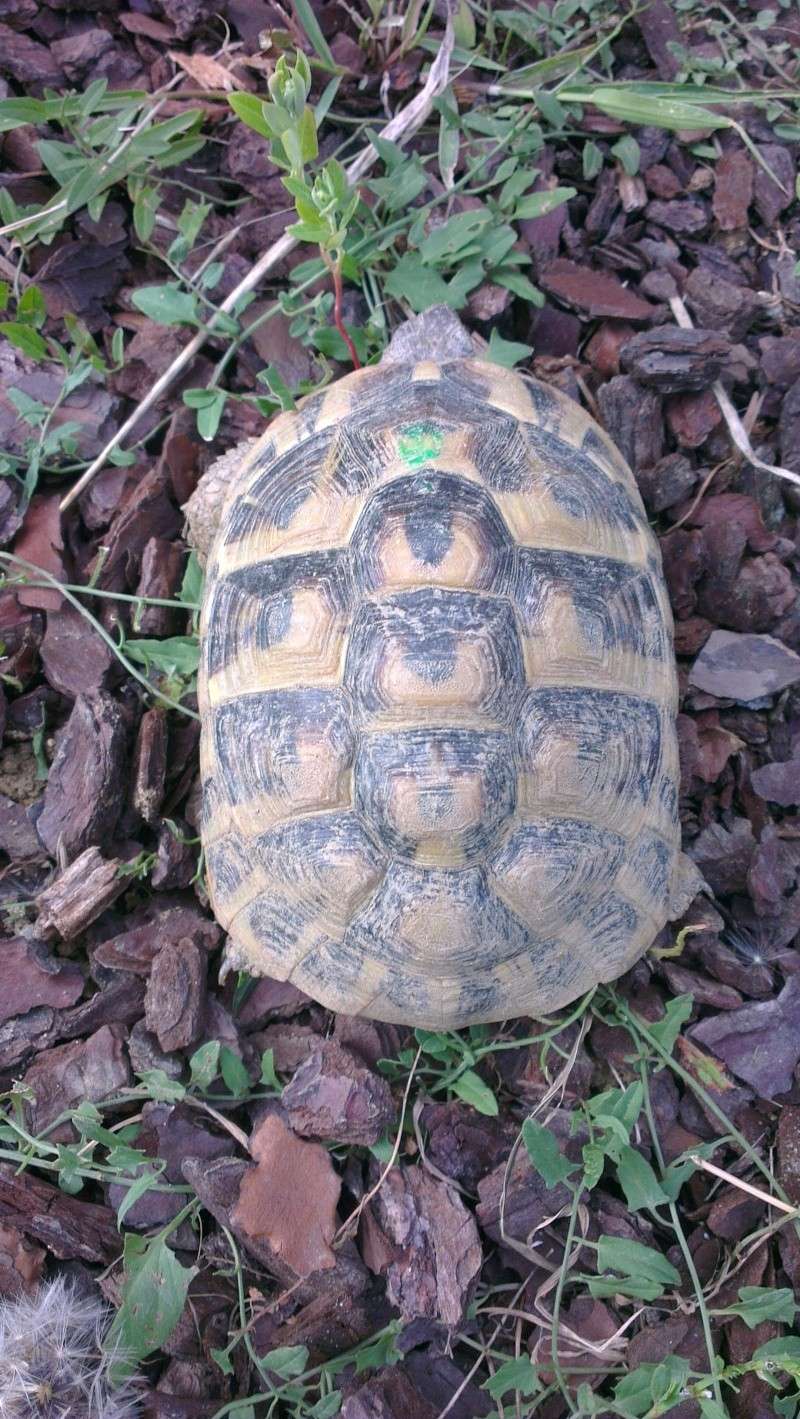 tortue hermann hermanni ou boetgerri male ou femelle?