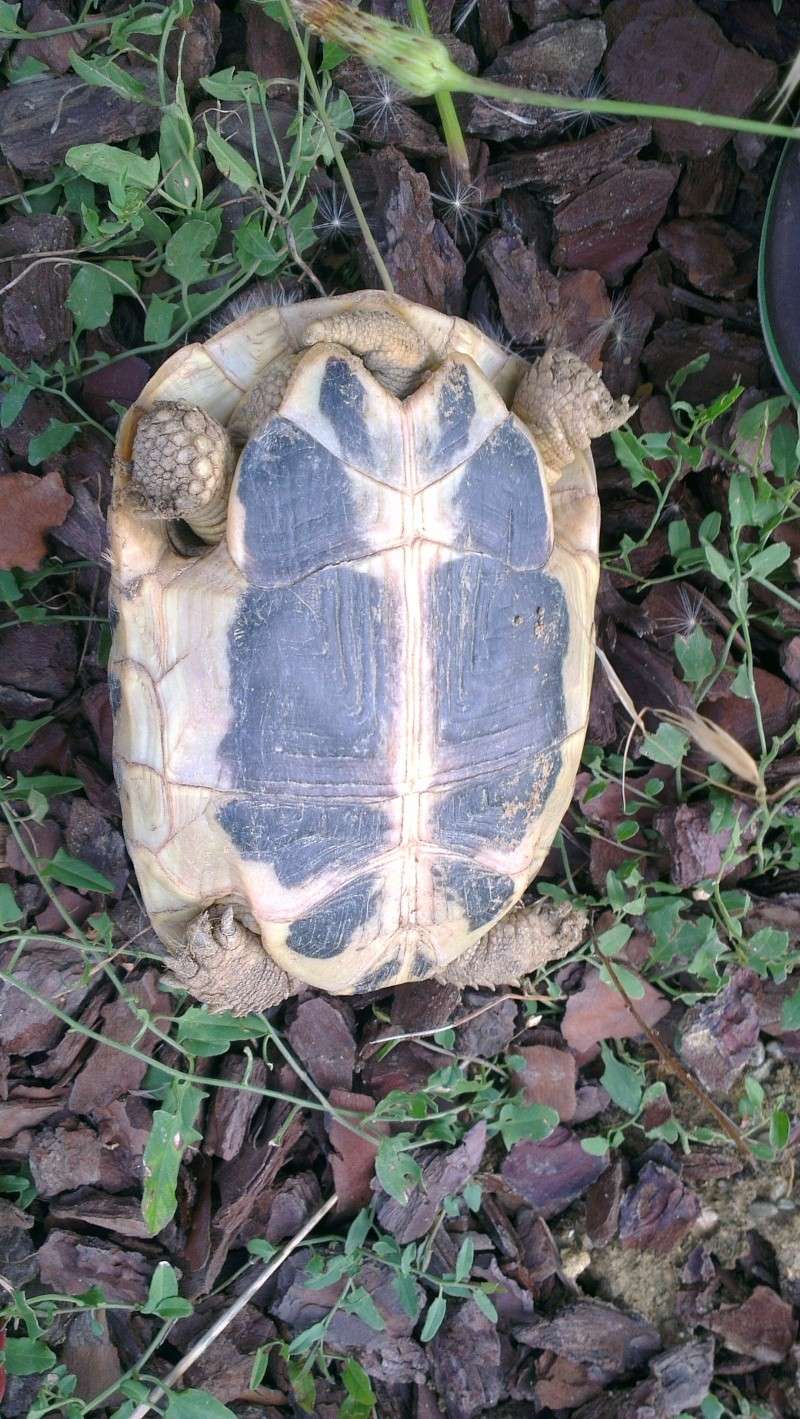 tortue hermann hermanni ou boetgerri male ou femelle?