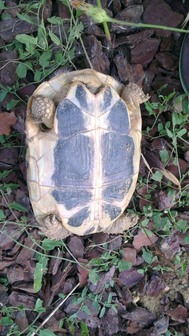 tortue hermann hermanni ou boetgerri male ou femelle? Imag0023