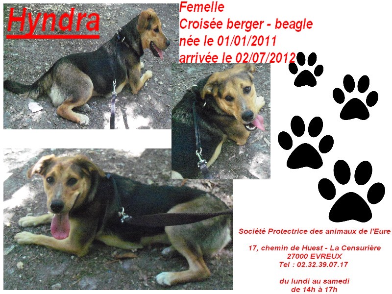 Hyndra, croisée berger-beagle, née le 01/01/2011, spa evreux 111