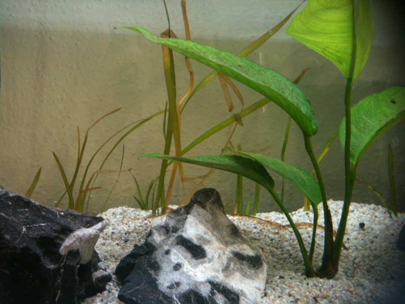 Mes plantes meurent , aucun poisson, nouvel aquarium Photo110