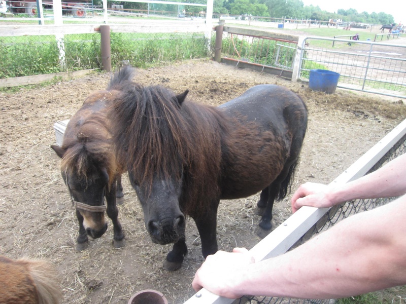 Ponys im Ziegenstall Emslan14