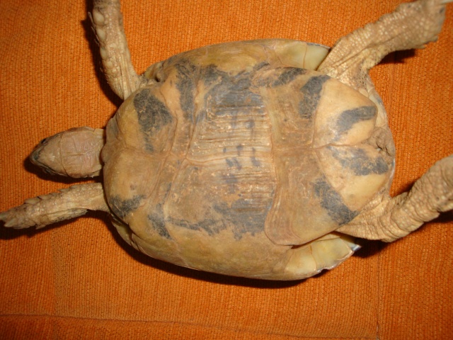 identification de mes tortue Dsc02331