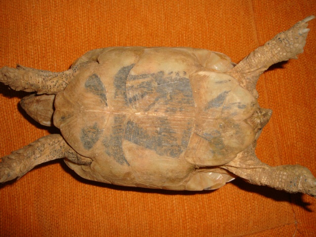 identification de mes tortue Dsc02332