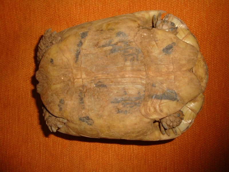 identification de mes tortue Dsc02334