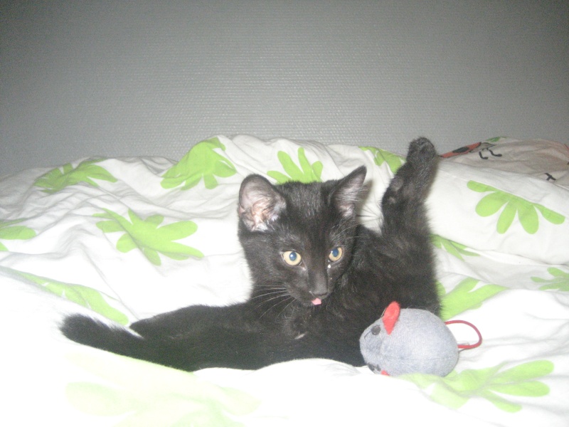 Willow le téméraire, chaton noir né début mai 2012 (adopté) Img_1510