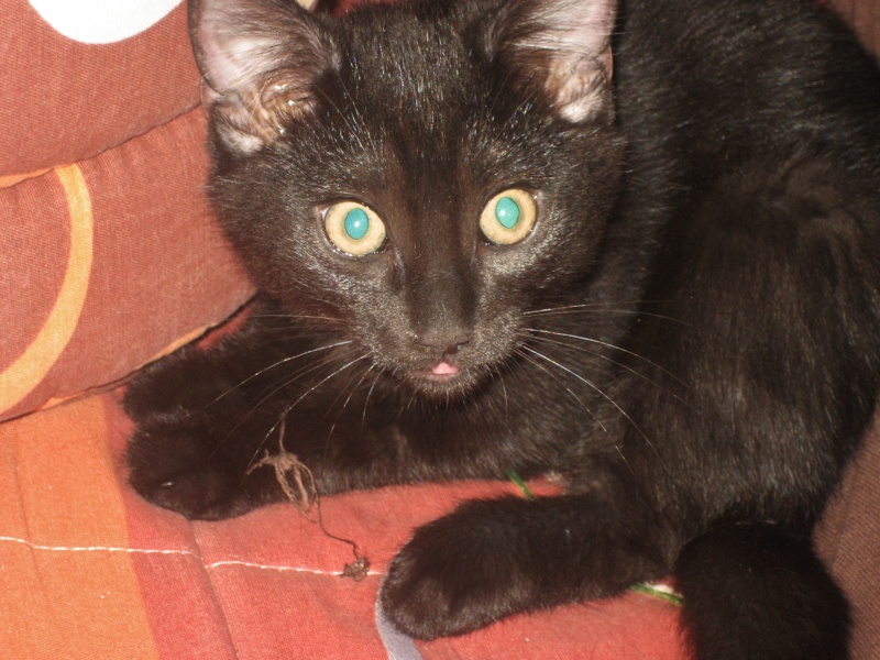 Willow le téméraire, chaton noir né début mai 2012 (adopté) Img_1514