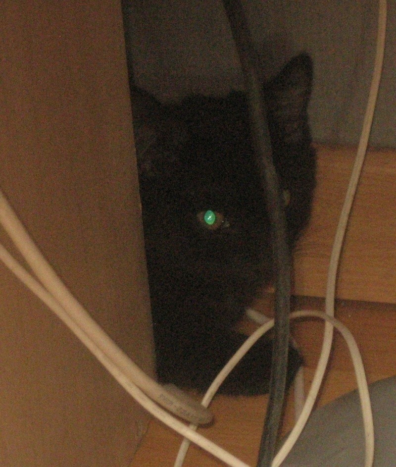 Willow le téméraire, chaton noir né début mai 2012 (adopté) Willow10