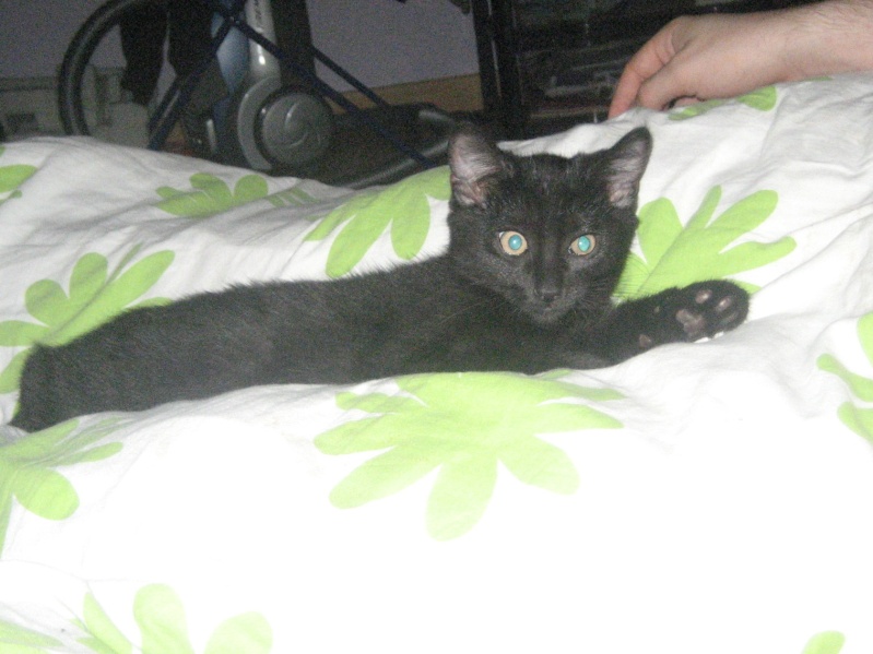 Willow le téméraire, chaton noir né début mai 2012 (adopté) Willow14
