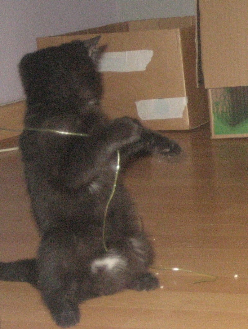 Willow le téméraire, chaton noir né début mai 2012 (adopté) Willow15