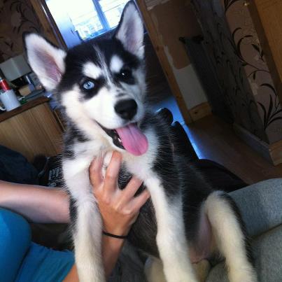 New puppy!! Nikiya12