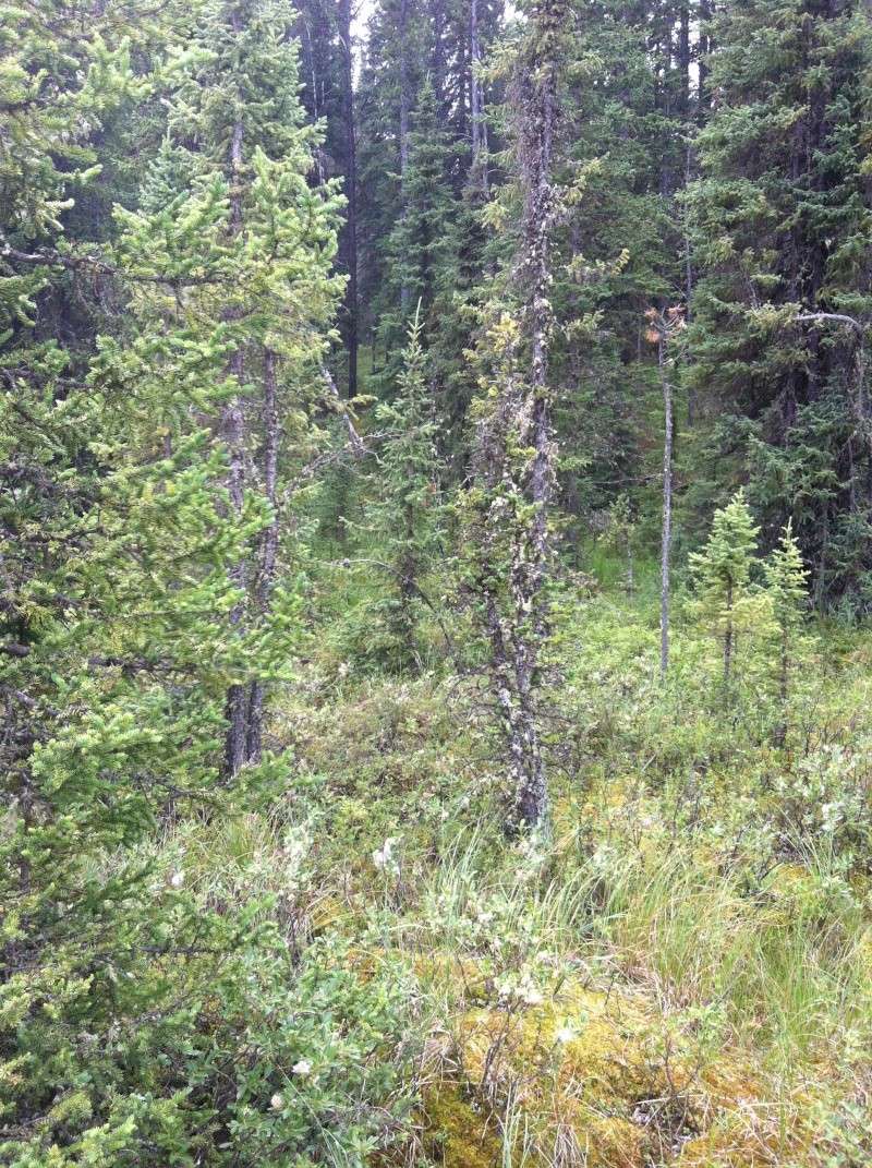 Black Spruce (Picea mariana) Campin18