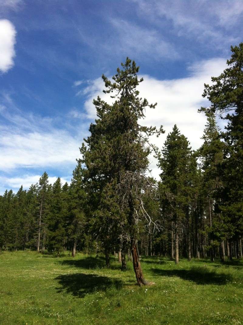 Black Spruce (Picea mariana) Campin19