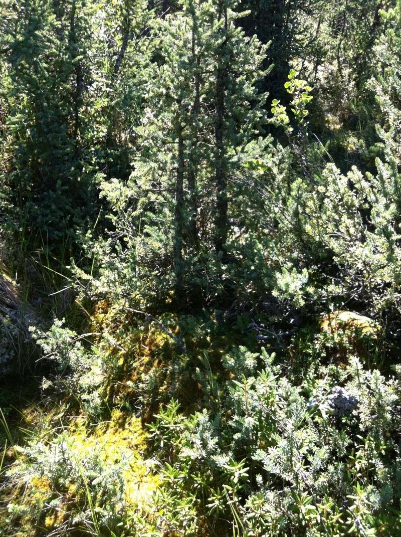 Black Spruce (Picea mariana) Campin20
