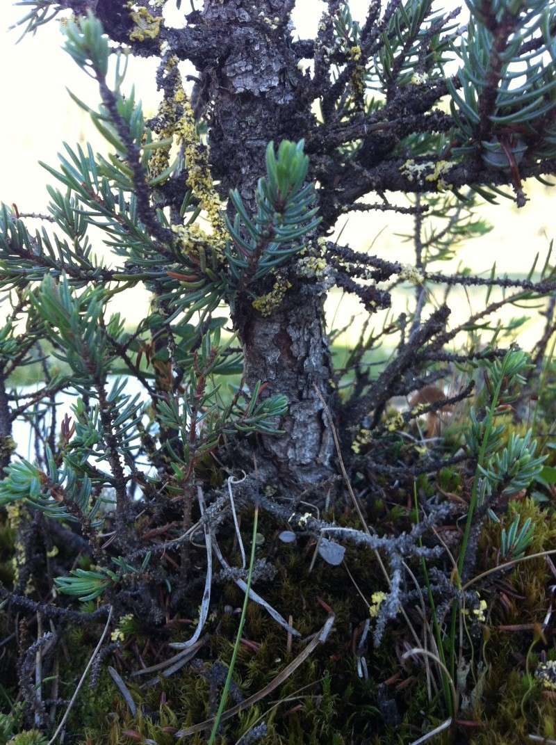 Black Spruce (Picea mariana) Campin21
