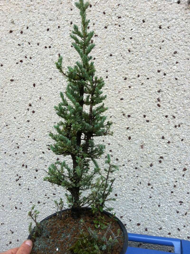 Black Spruce (Picea mariana) Img_0119