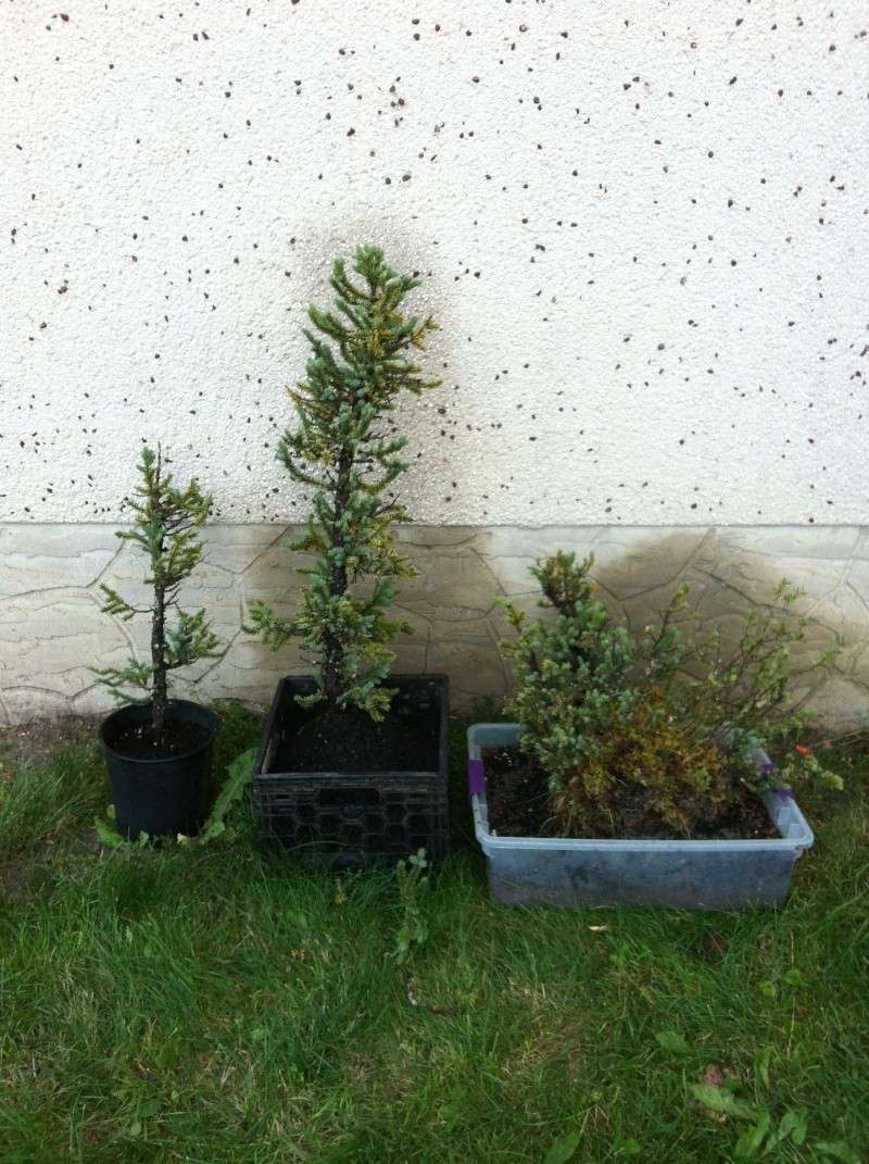 Black Spruce (Picea mariana) Img_0120