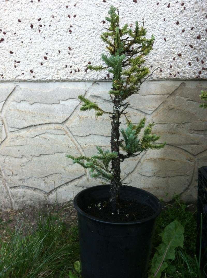 Black Spruce (Picea mariana) Img_0122