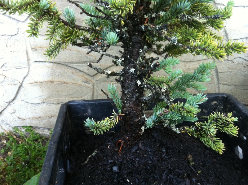 Black Spruce (Picea mariana) Img_0126