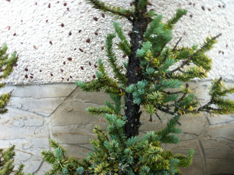 Black Spruce (Picea mariana) Img_0127