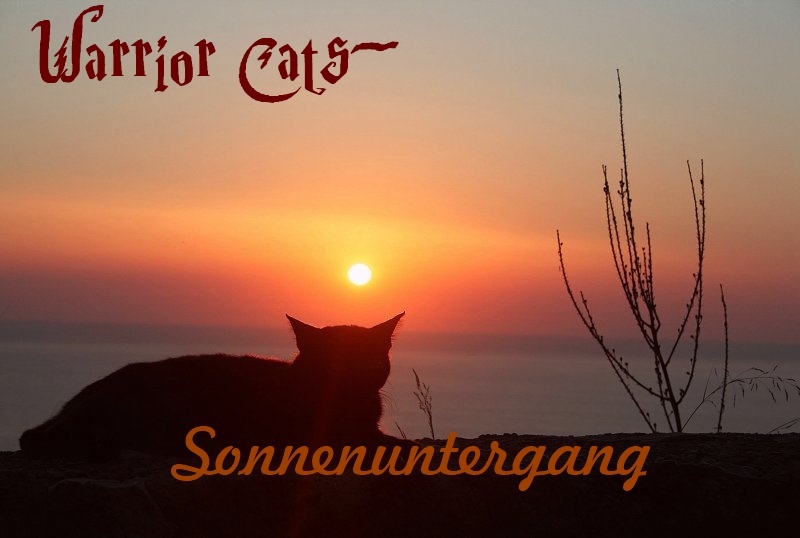 Warrior Cats~Sonnenuntergang