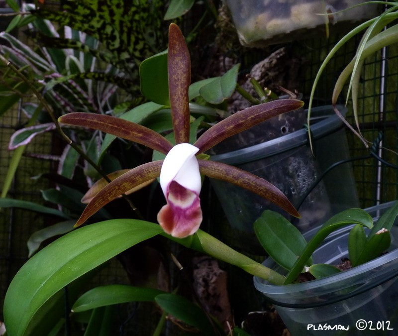 Cattleya araguaiensis G. Pabst 1967 Aragua11