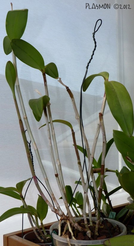 Cattleya tenuis Plasmo11